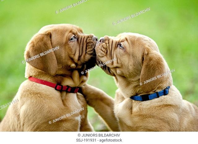 Bordeaux Mastiff, Bordeauxdog. Two puppies nose to nose, kissing. Germany