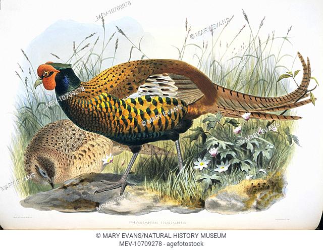Plate 53 by Joseph Wolf from Daniel Giraud Elliot's A Monograph of the PhasianidÁ, or Family of the Pheasants, (1872)