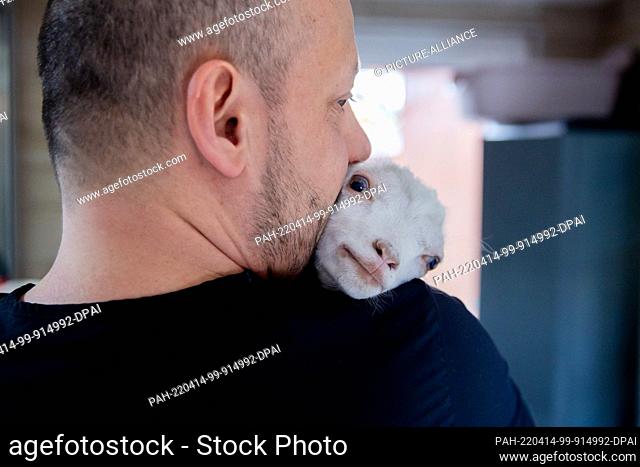 PRODUCTION - 12 April 2022, Poland, Przemysl: Radoslaw Fedaczynski, veterinarian, holds one-month-old billy goat Sasha in his arms at ""Ada"" veterinary clinic
