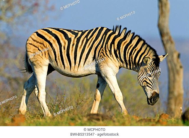Burchell's zebra, zebra, Common zebra (Equus quagga burchelli, Equus burchelli), grazing, South Africa, Hluhluwe-Umfolozi National Park, Mpila Camp