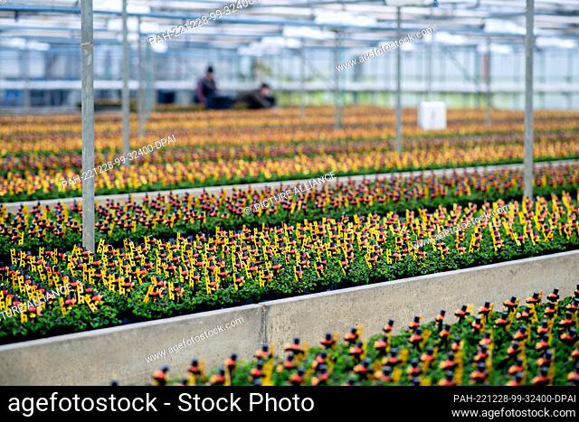 PRODUCTION - 21 December 2022, Lower Saxony, Weener: Numerous clover plants, decorated with a small chimney sweep, stand in a greenhouse of a horticultural...