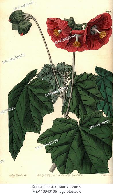 Umbel-flowered mallow, Phymosia umbellata. Handcolored copperplate engraving by S. Watts after an illustration by Miss Sarah Drake from Sydenham Edwards' The...
