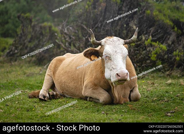 A cow is grazing in the higher ground of Portuguese island Madeira on July 19, 2022. (CTK Photo/Frantisek Gela)