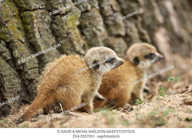 Close-up of two meerkat or suricate (Suricata suricatta) youngster in late summer