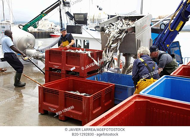 Mackerels, unloading fish from boat at port with a suction pump, Santoña, Cantabria, Spain