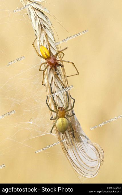 Thorn finger spiders (Cheiracanthium punctorium) Pair, Havelland, Brandenburg, Germany, Europe