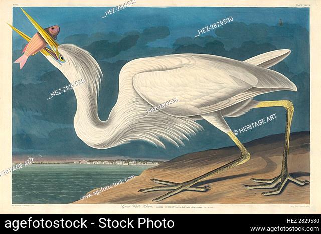 Great White Heron, 1835. Creator: Robert Havell