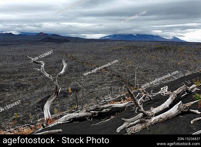 Dead Forest (Dead Wood) on Kamchatka Peninsula - consequence of natural disaster - catastrophic eruptions Plosky