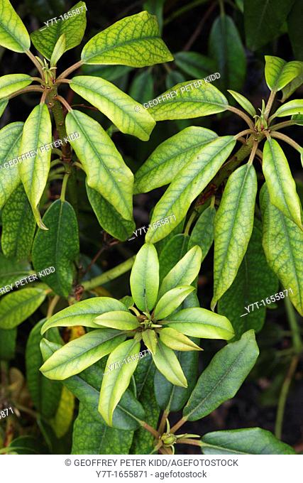 Iron deficiency on rhododendron leaves
