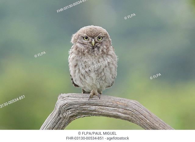 Little Owl (Athene noctua) juvenile, perched on dead branch in farmland, West Yorkshire, England, July
