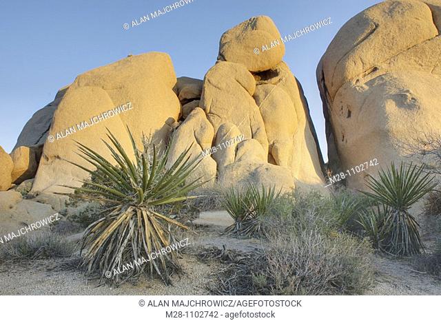 Jumbo Rocks and Mohave Yucca Yucca schidigera Joshua Tree National Park California