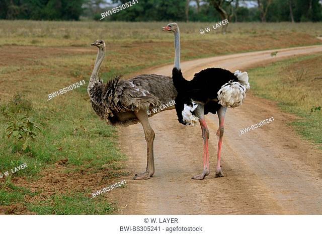 Somali Ostrich (Struthio camelus molybdophanes), pair on a road, Kenya, Samburu National Reserve
