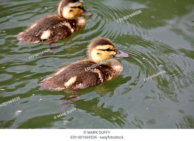 Blue-winged Teal ducklings at Crescent Park in Moose Jaw