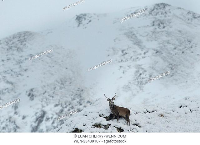 Northern Scotland is hit by snow fall and below freezing temperatures. Featuring: stags Where: Kyle Of Lochalsh, United Kingdom When: 24 Nov 2017 Credit: Euan...