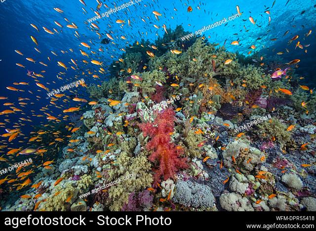 Lyretail Anthias over Coral Reef, Pseudanthias squamipinnis, Brother Islands, Red Sea, Egypt