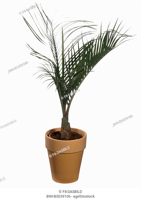 triangle palm (Dypsis decaryi, Neodypsis decaryi), potted plant