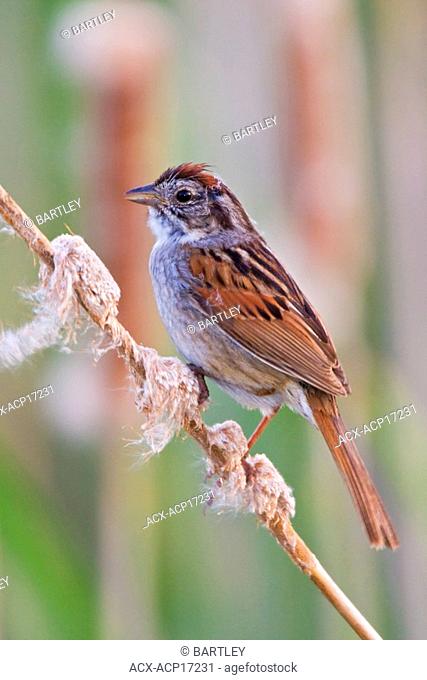 Swamp sparrow Melospiza georgiana perched on a cattail in a swamp near Long Point, Ontario, Canada