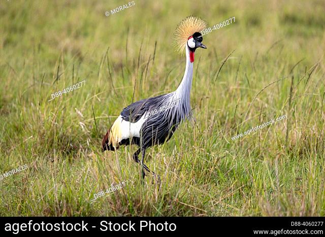 Africa, East Africa, Kenya, Masai Mara National Reserve, National Park, black crowned crane (Balearica pavonina), foraging for food in the savanna