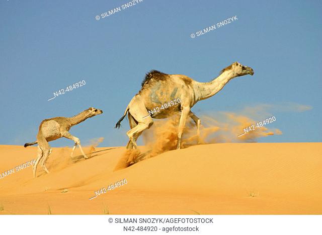 Mother and infant camel racing the dunes, Al Yahar, Abu Dhabi, United Arab Emirates
