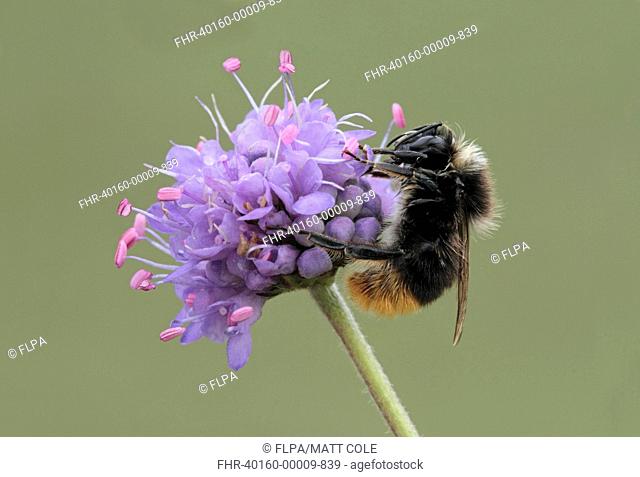 Large Red-tailed Bumblebee Bombus lapidarius adult, on Devil's Bit Scabious Succisa pratensis flowerhead, Leicestershire, England, august