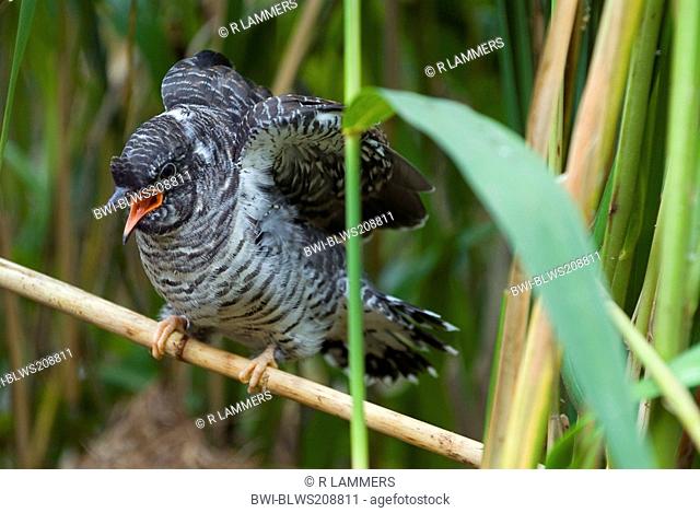 Eurasian cuckoo Cuculus canorus, young cuckoo after leaving the nest, Germany, Lower Saxony