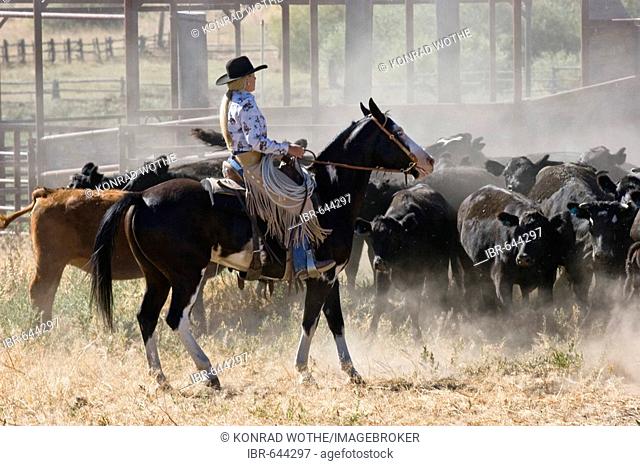 Cowgirl with cattle, Oregon, USA