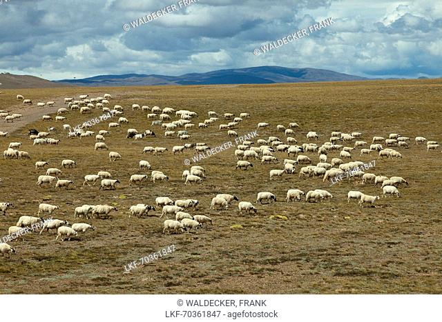 Flock of sheep on the Tibetan Plateau, Tibet Autonomous Region, People's Republic of China