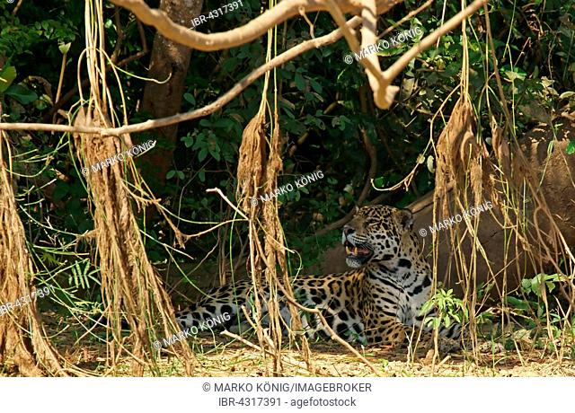 Jaguar (Panthera onca) lying on riverbank under tree, camouflaged, Pantanal, Mato Grosso, Brazil