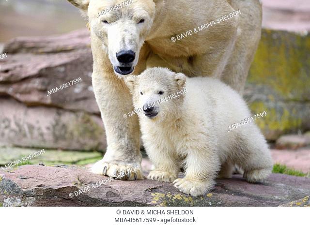 Polar bears, Ursus maritimus, mother animal, young animal, rock, head-on, is standing, looking into camera