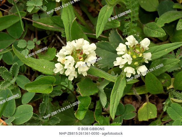 Cut-leaved Self-Heal, Prunella laciniata in flower; rare in UK