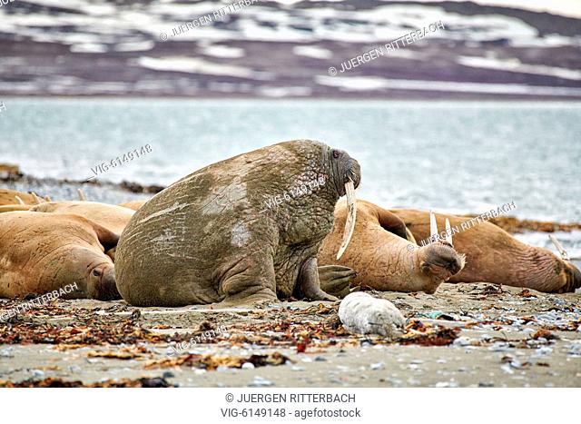 walrus (Odobenus rosmarus), Poolepynten, Svalbard or Spitsbergen, Europe - Poolepynten, Svalbard, 19/06/2018