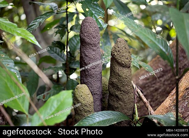 Termites nest from tree roots in the rainforest floor, Sepilok Nature Reserve, Sabah, Borneo, Malaysia