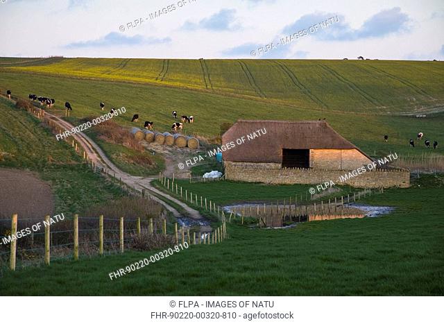 Farmland with fields, cattle barn and cattle grazing, in late evening, Holworth, near Ringstead, Dorset, England, march