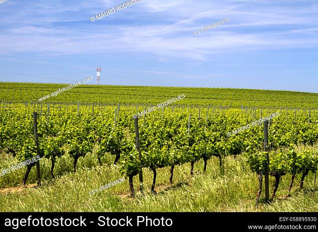 View of vineyard plantation in the Alentejo region, located in Evora, Portugal