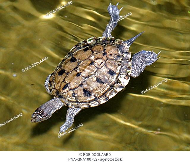 False Map Turtle Graptemys pseudogeographica - Diergaarde Blijdorp, Rotterdam, South Holland, The Netherlands, Holland, Europe