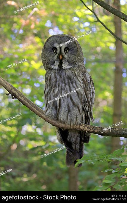 Great grey owl (Strix nebulosa), adult, on tree, alert, captive, Europe Great Grey Owl, Europe Great Grey Owl, adult on tree alert, tree, alert, alertness, owl