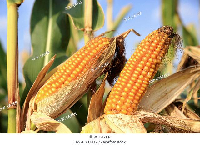 Indian corn, maize (Zea mays), ripe maize cobs, Germany