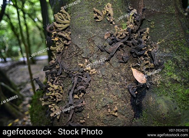 Madre del loro (Laurobasidium lauri or Exobasidium lauri) is a parasitic fungus of loro (Laurus novocanariensis). This photo was taken in Anaga, Tenerife