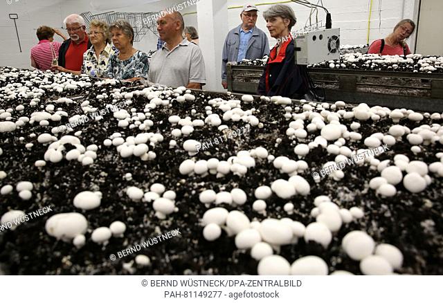 Visitors harvest cultivated mushrooms as they take part in a tour through a former bunker of the National People's Army of the former German Democratic Republic...