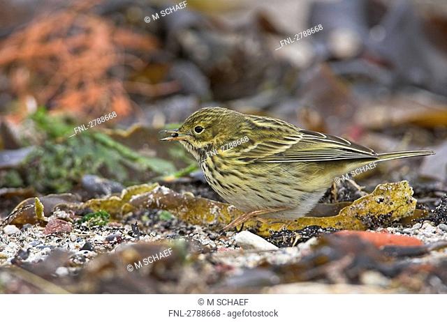 Close-up of Meadow Pipit Anthus pratensis foraging in field