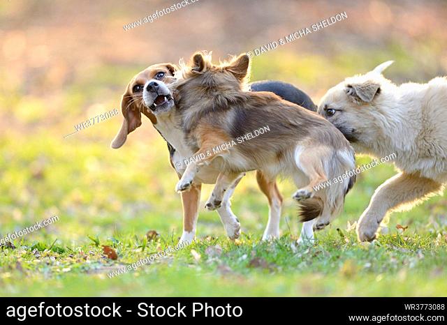 Three dogs playing in garden