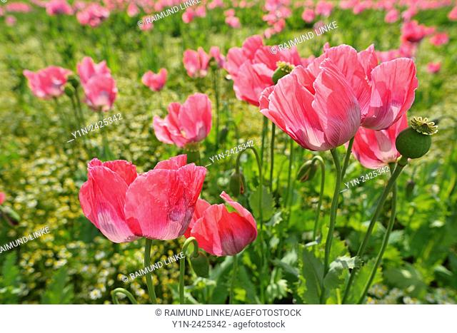 Opium Poppy, Papaver somniferum, Summer, Germerode, Hoher Meissner, Werra Meissner District, Hesse, Germany