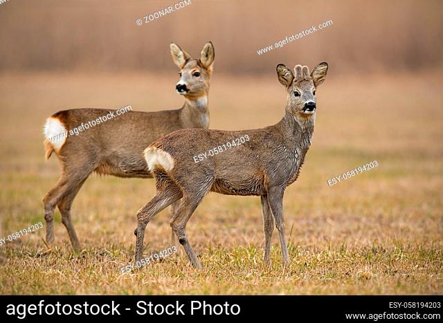 Roe deer, capreolus capreolus, in spring with dry grass blurred in background. Mother and son wild animals in natural environemnt