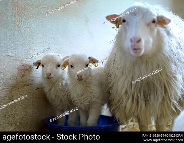 15 March 2021, Brandenburg, Roskow: Two lambs of the Skudden breed born in March 2021 stand on straw next to the ewe in the barn on the Skudden farm in the...