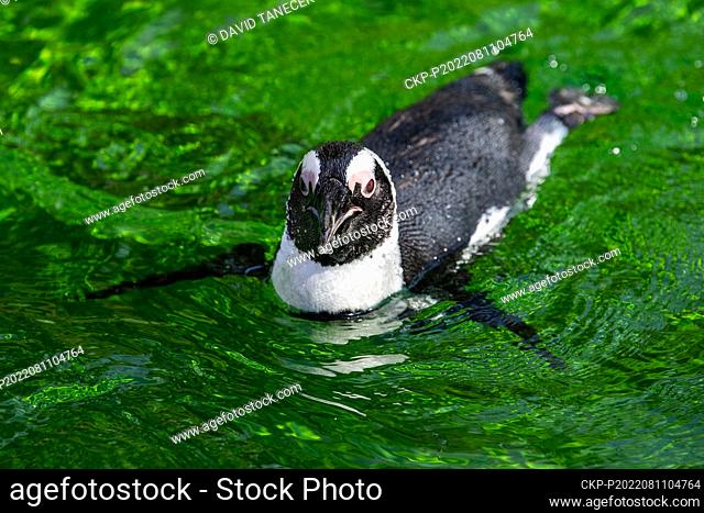 African penguin (Spheniscus demersus) is seen in Safari Park Dvur Kralove, Czech Republic, on August 11, 2022. (CTK Photo/David Tanecek)