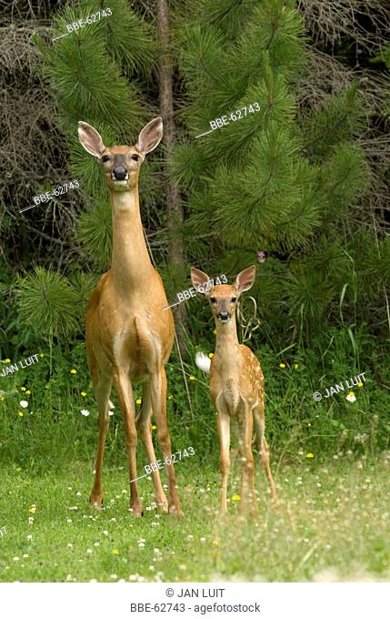 A female White-tailed Deer with her young
