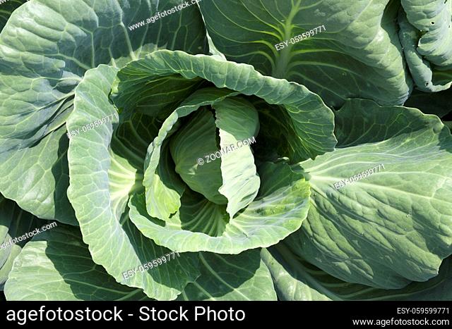 head of cabbage green in drops of water after rain, closeup