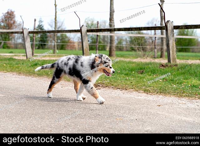 Australian Shepherd puppy is happy to explore the area on the farm. The tricolor dog is relaxed. Seen from the front