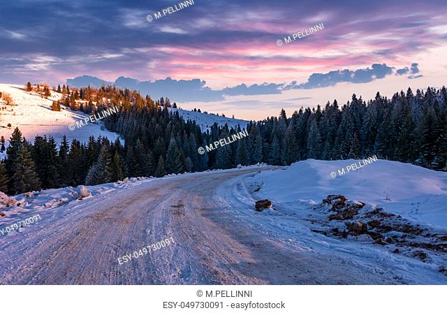 road through snowy hill side in to the spruce forest. gorgeous countryside landscape at winter dawn with magenta sky