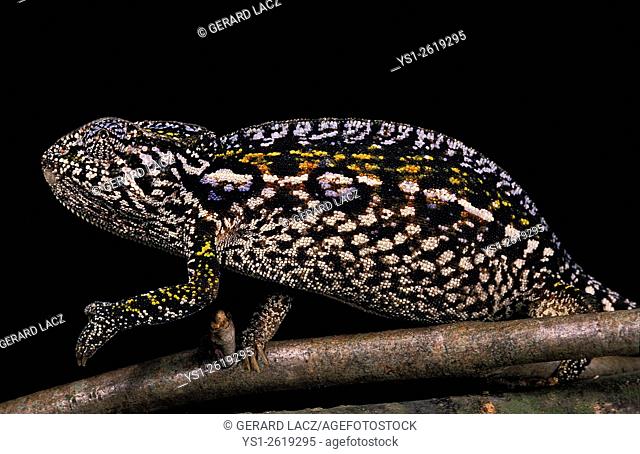 Madagascar Forest Chameleon, furcifer campani, Adult standing on Branch against Black Background